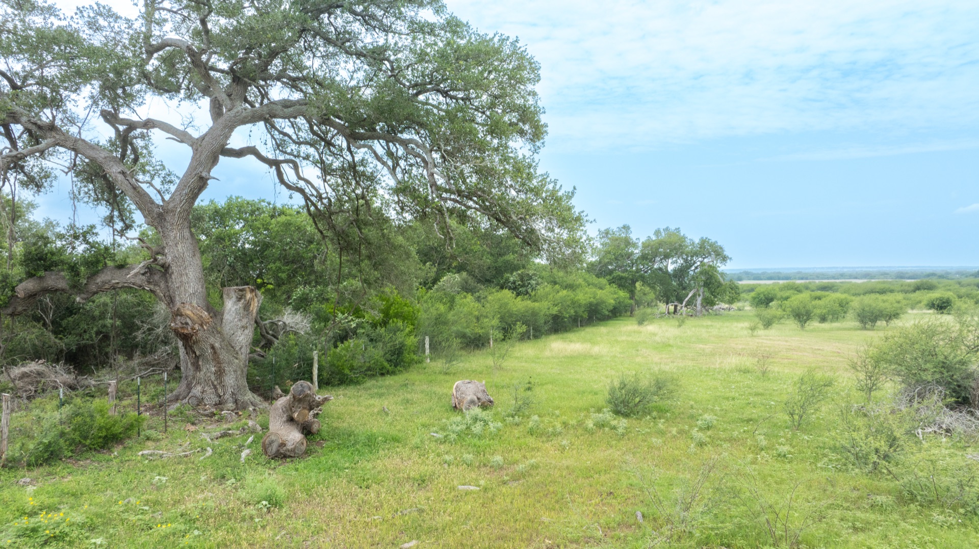 Rancho Chula Vista open pasture